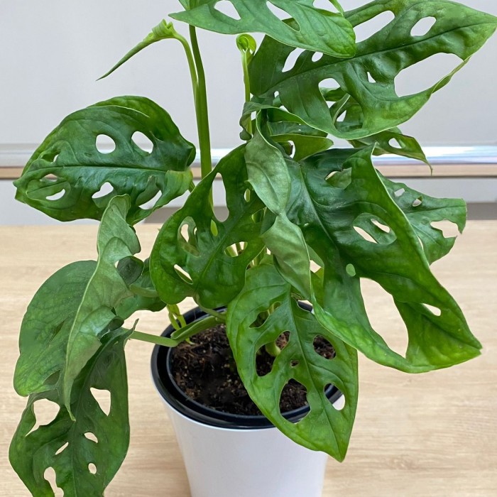 Монстера Обликва Манки