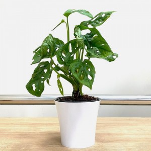 Монстера Обликва Манки