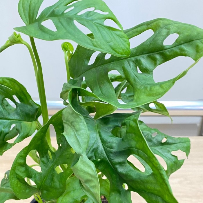 Монстера Обликва Манки