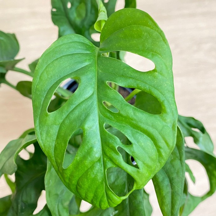 Монстера Обликва Манки