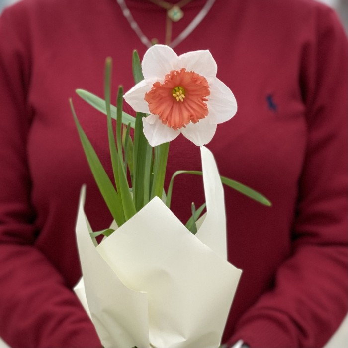 Нарцисс крупный белый в горшке