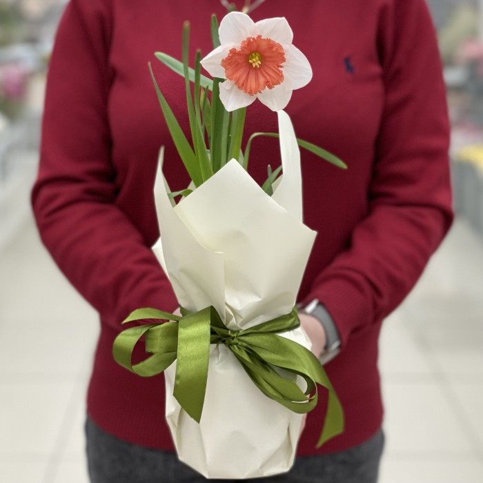 Нарцисс крупный белый в горшке