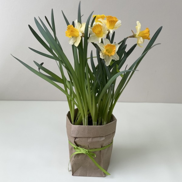 Нарцисс белый в горшке