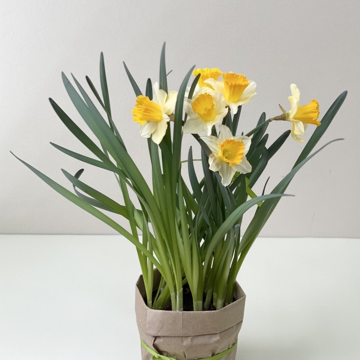 Нарцисс белый в горшке