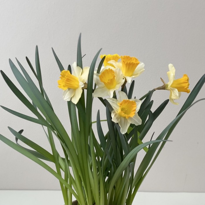 Нарцисс белый в горшке