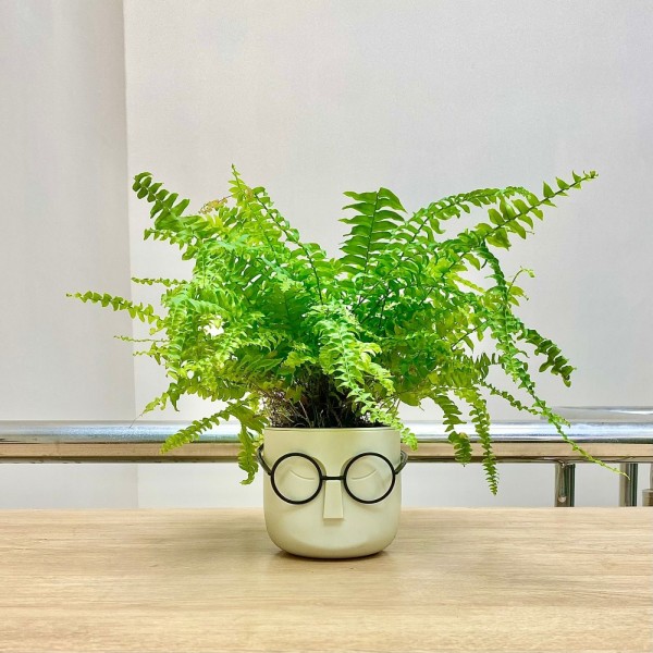 Нефролепис в кашпо Стив