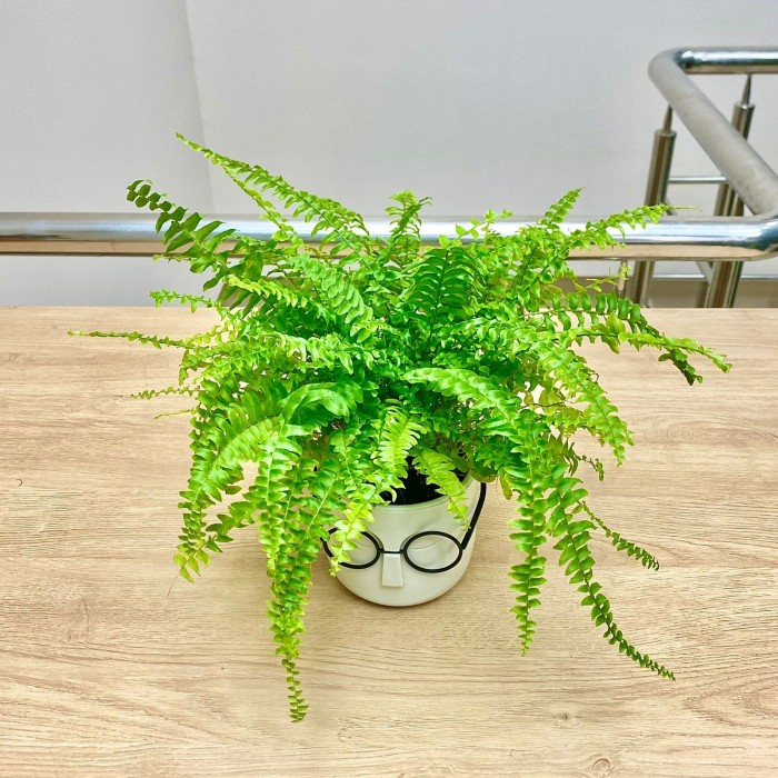 Нефролепис в кашпо Стив