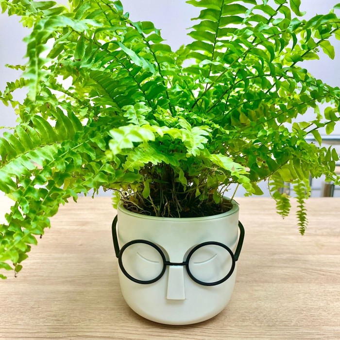 Нефролепис в кашпо Стив