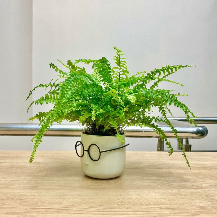 Нефролепис в кашпо Стив