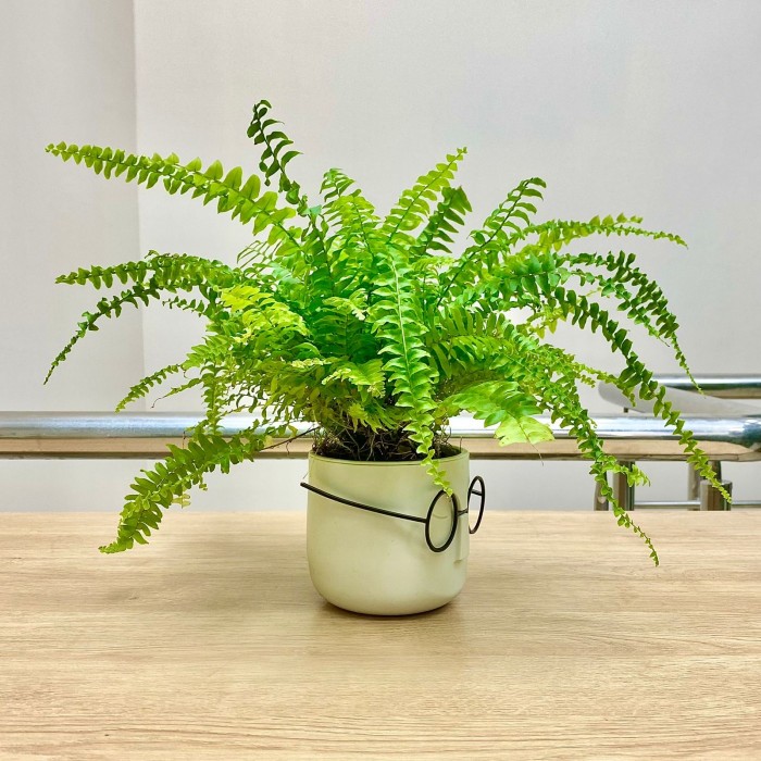 Нефролепис в кашпо Стив