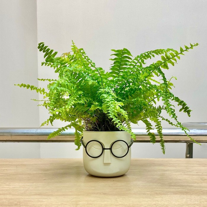 Нефролепис в кашпо Стив