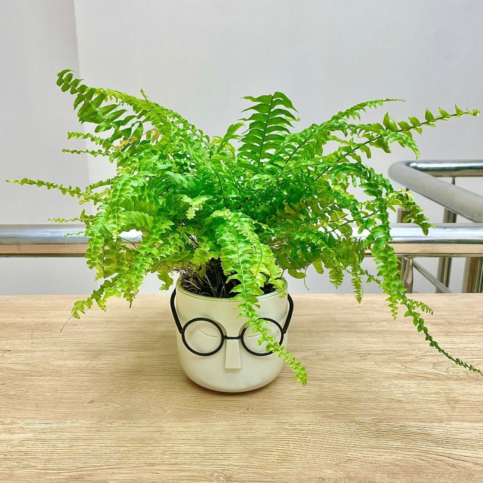 Нефролепис в кашпо Стив