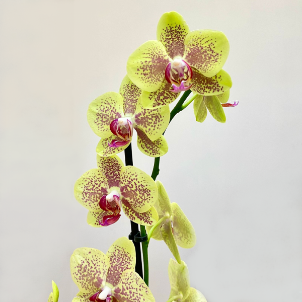 Орхидея фаленопсис одноствольная желтая с бордовыми точками