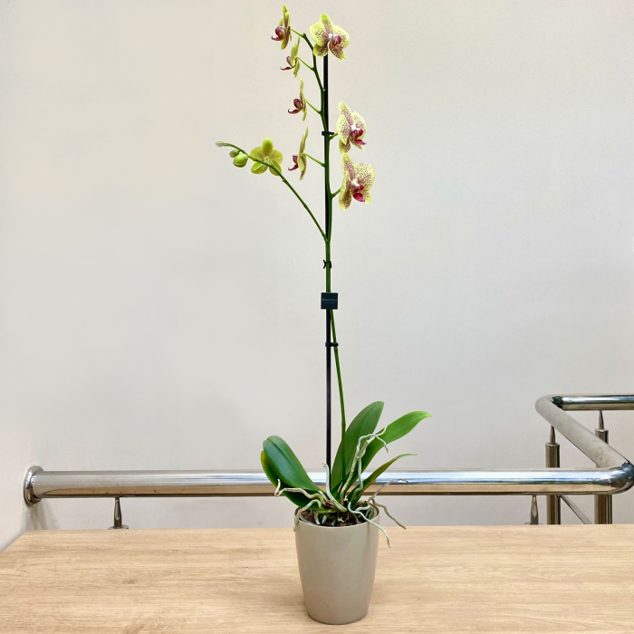 Орхидея фаленопсис одноствольная желтая с бордовыми точками