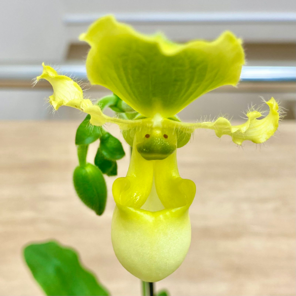 Орхидея пафиопедилиум мультифлора