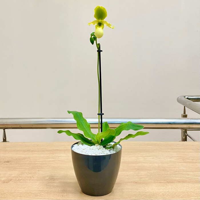 Орхидея пафиопедилиум мультифлора