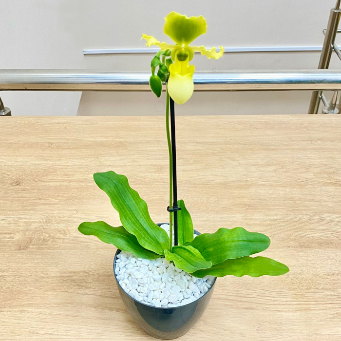 Орхидея пафиопедилиум мультифлора