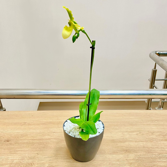 Орхидея пафиопедилиум мультифлора