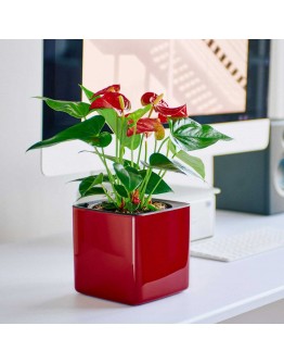 Антуриум красный