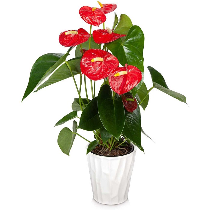 Антуриум красный