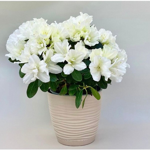 Азалия белая