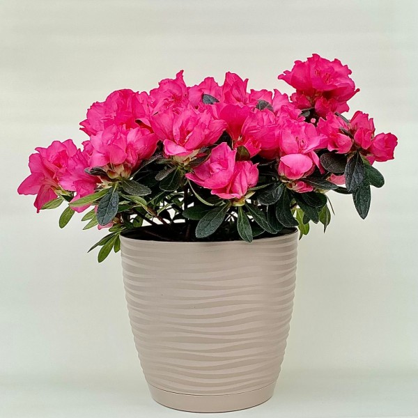 Азалия малиновая