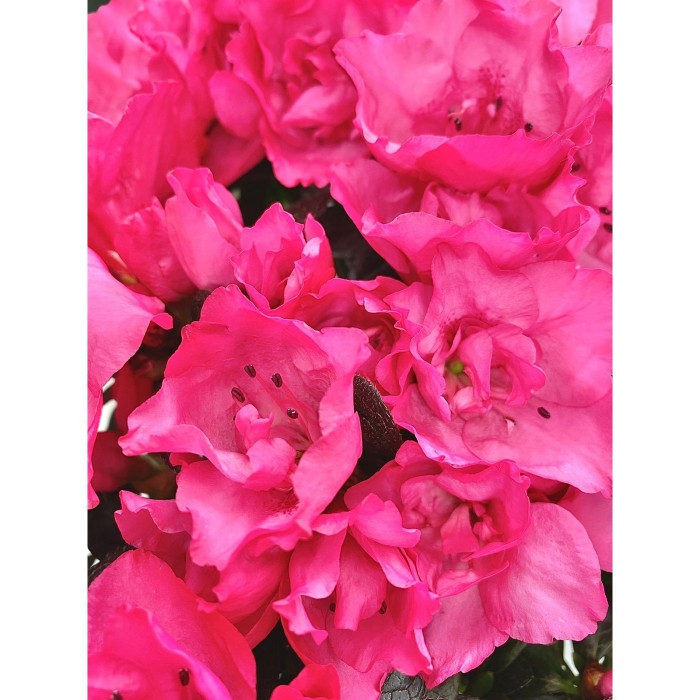 Азалия малиновая