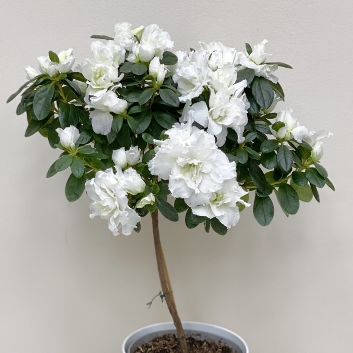 Азалия на штамбе белая