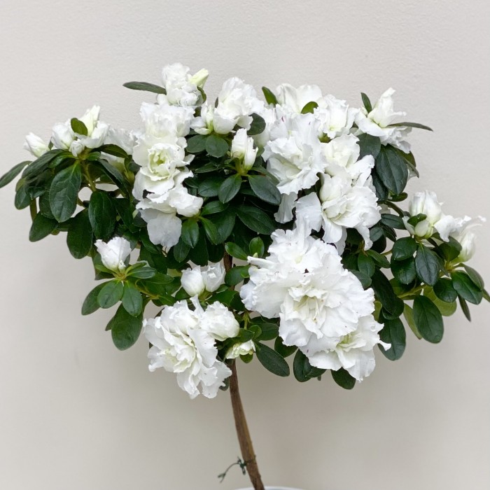 Азалия на штамбе белая