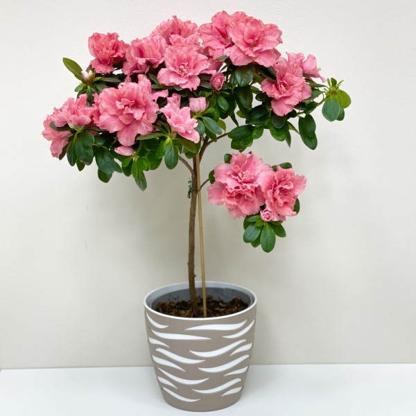 Азалия на штамбе коралловая