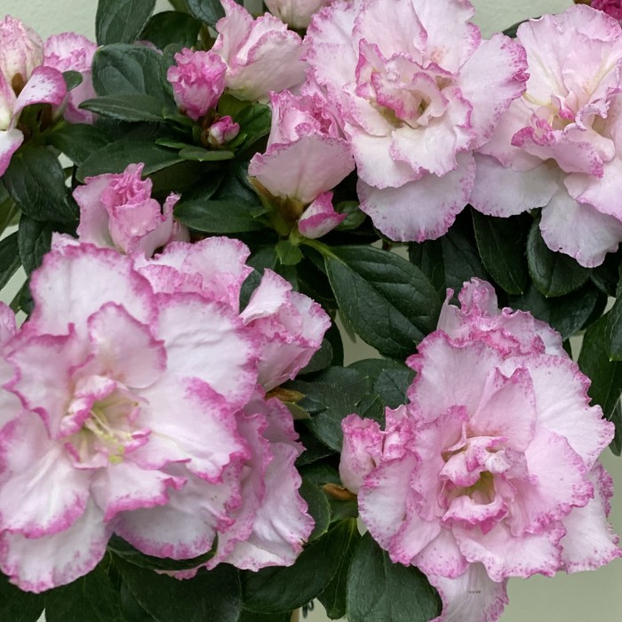 Азалия на штамбе нежно-розовая