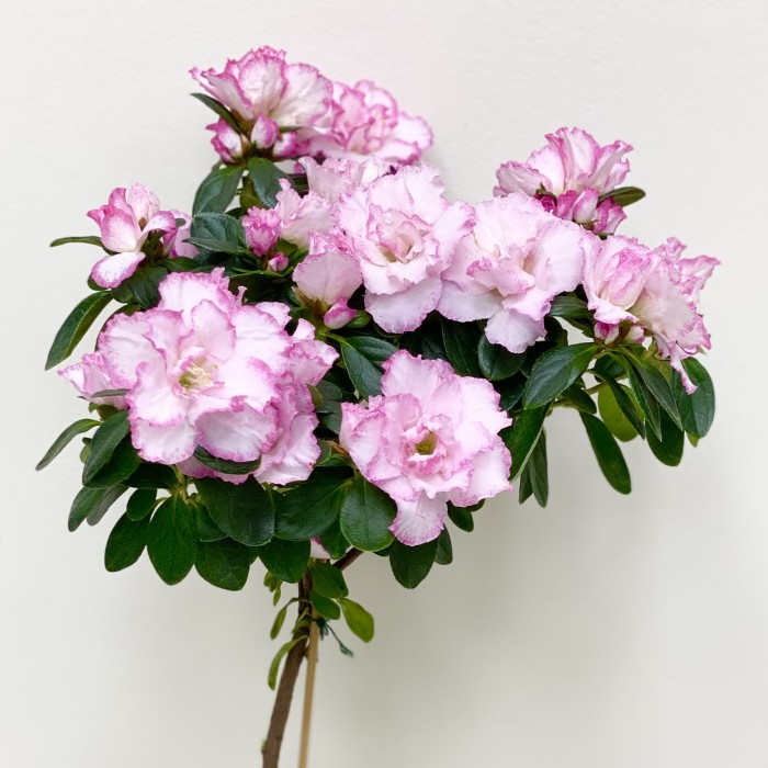 Азалия на штамбе нежно-розовая