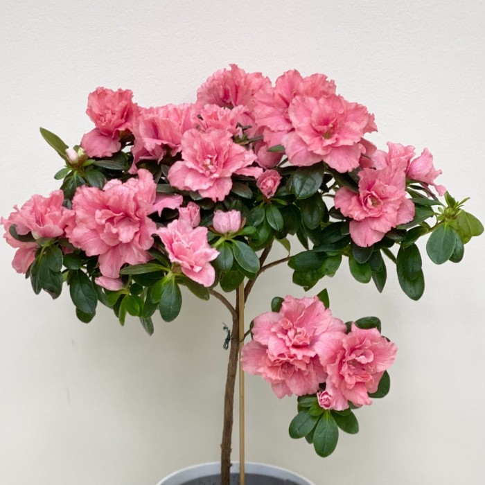 Азалия на штамбе коралловая