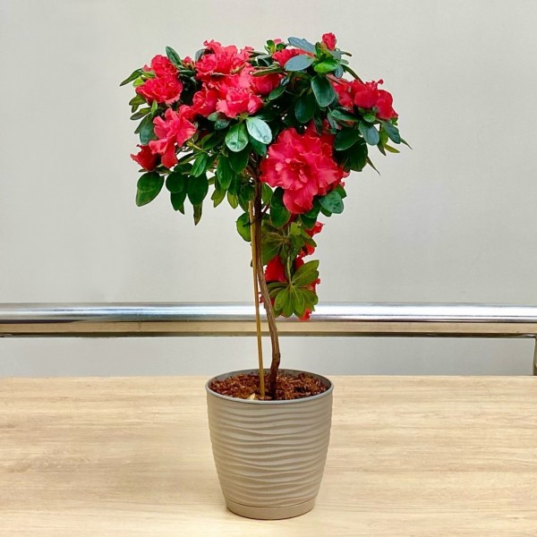 Азалия на штамбе красная