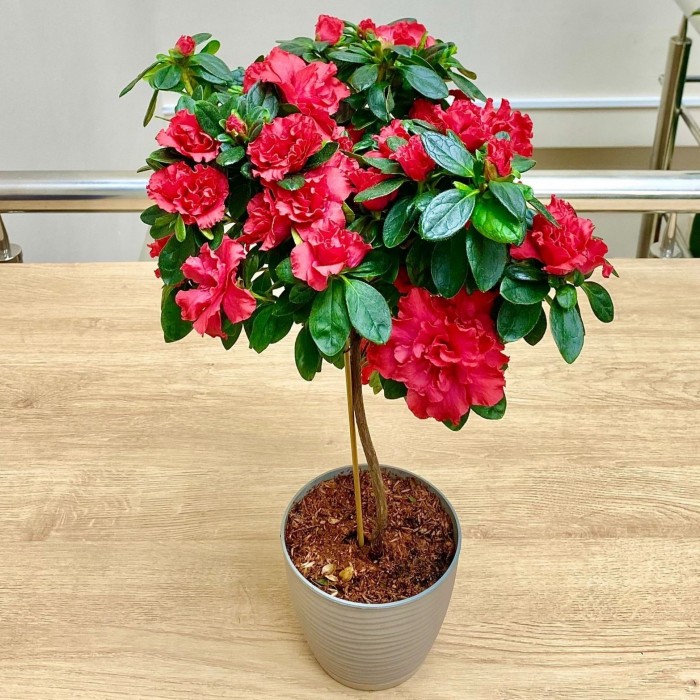 Азалия на штамбе красная