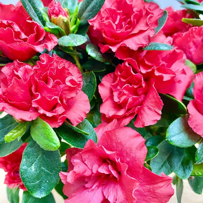 Азалия на штамбе красная