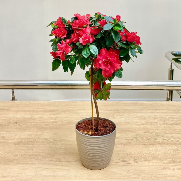 Азалия на штамбе красная