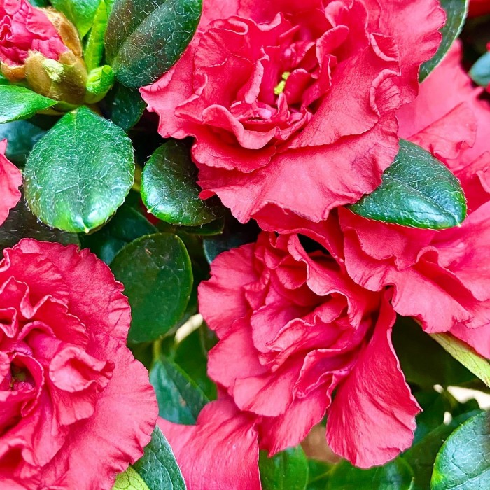 Азалия на штамбе красная