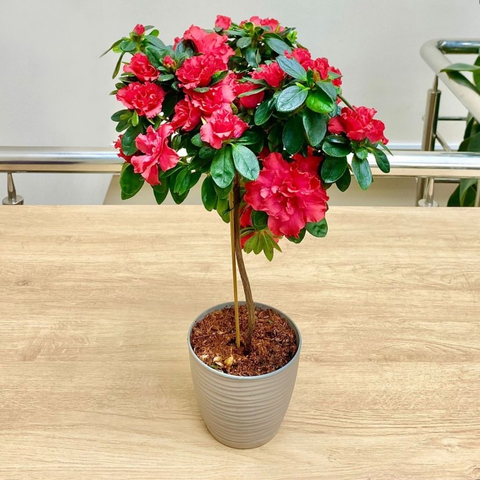 Азалия на штамбе красная