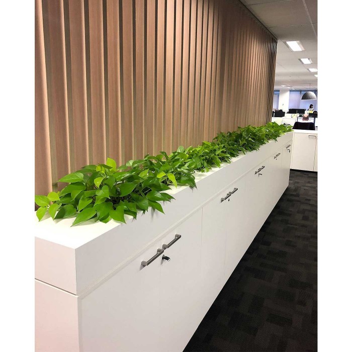 Эпипремнум