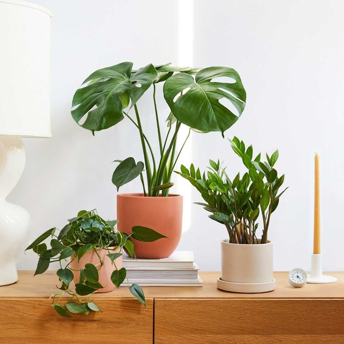 Эпипремнум