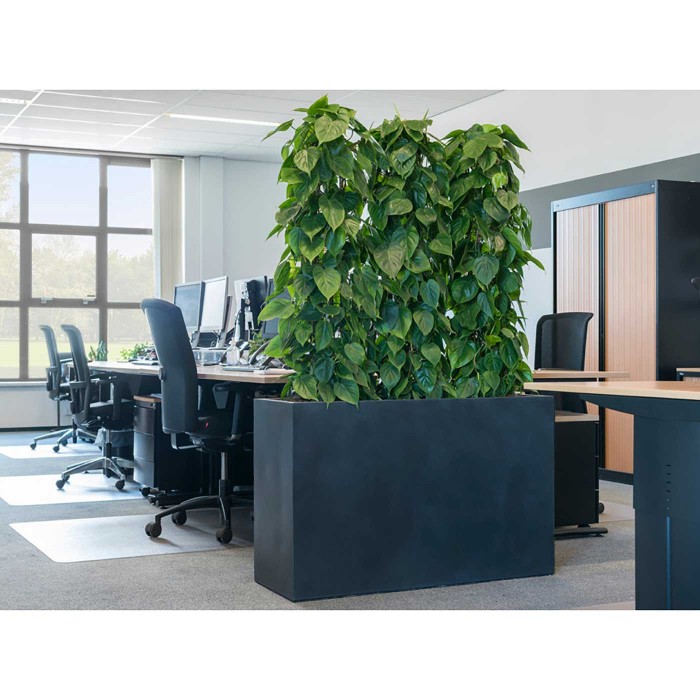 Эпипремнум