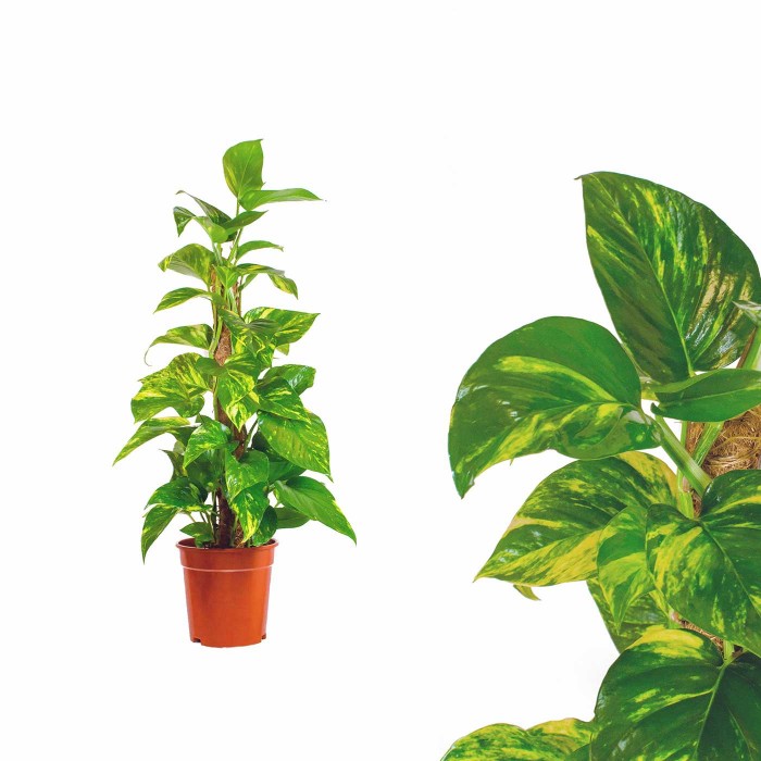 Эпипремнум