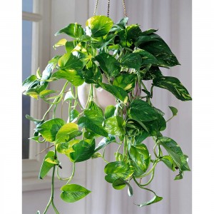 Эпипремнум