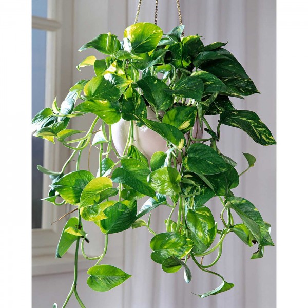 Эпипремнум