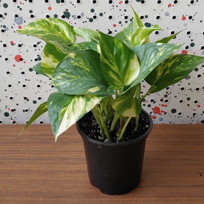 Эпипремнум