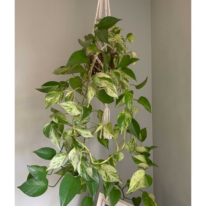 Эпипремнум