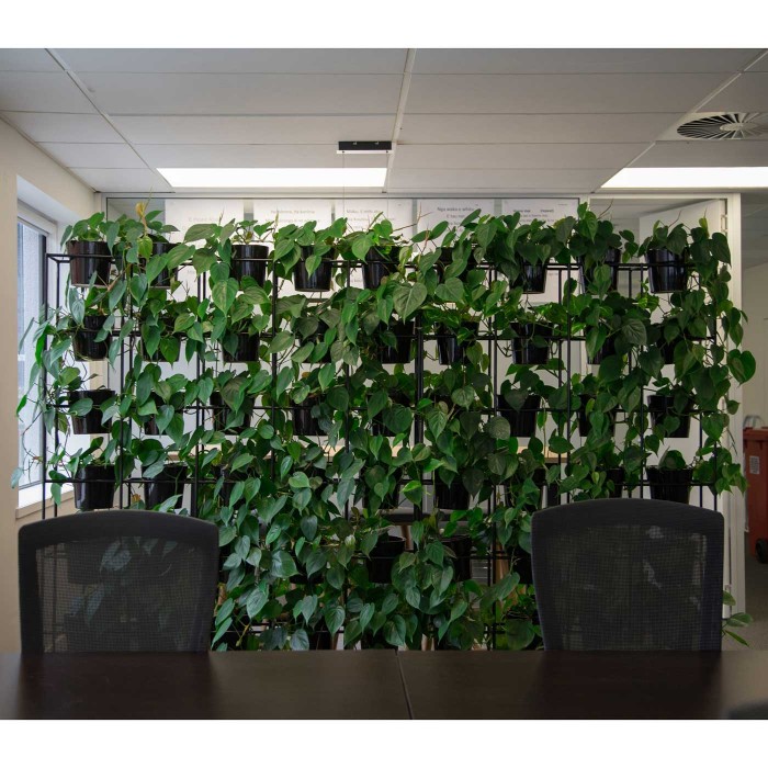 Эпипремнум