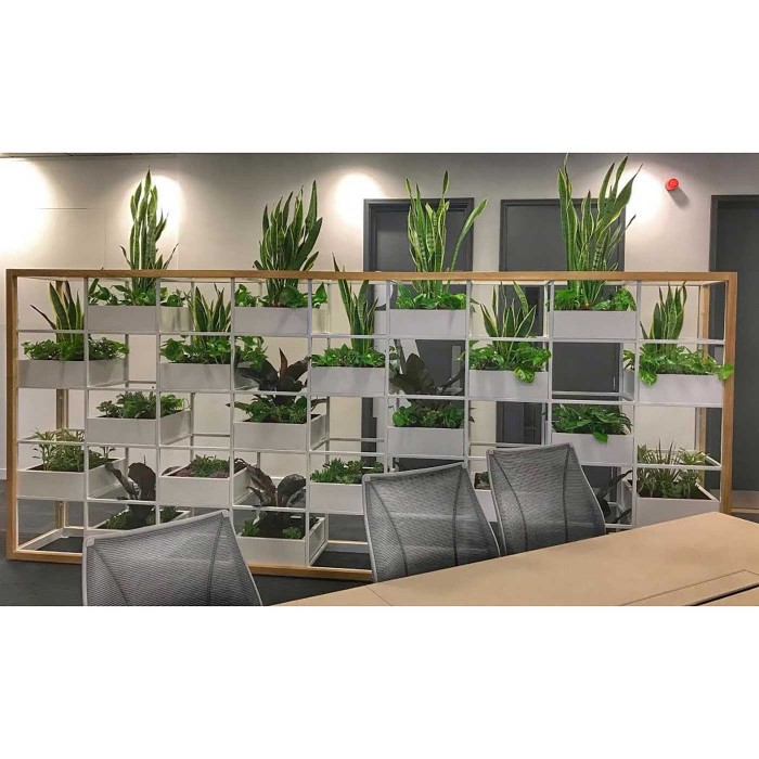 Эпипремнум