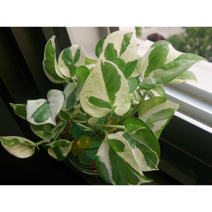 Эпипремнум